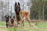 MALINOIS 867